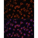 Immunofluorescence - Anti-MRPL43 Antibody (A306652) - Antibodies.com