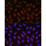 Immunofluorescence - Anti-MRPL43 Antibody (A306652) - Antibodies.com