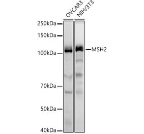 Western Blot - Anti-MSH2 Antibody (A306654) - Antibodies.com