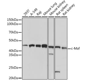 Western Blot - Anti-c-Maf Antibody [ARC1954] (A306656) - Antibodies.com