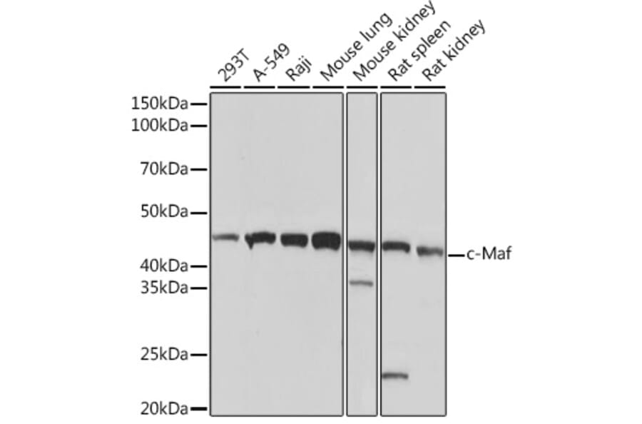 Western Blot - Anti-c-Maf Antibody [ARC1954] (A306656) - Antibodies.com