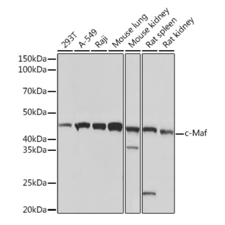 Western Blot - Anti-c-Maf Antibody [ARC1954] (A306656) - Antibodies.com