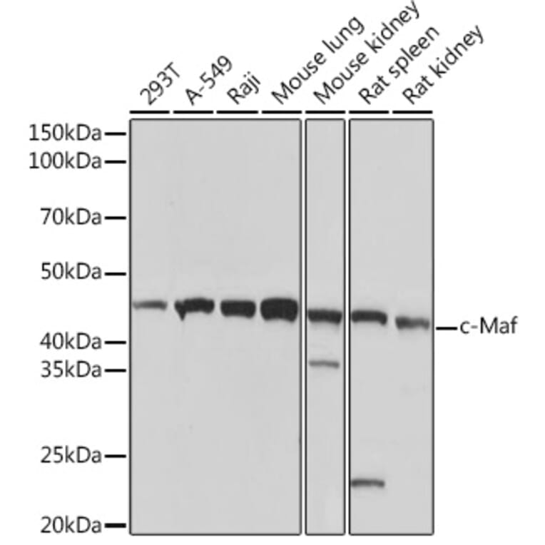 Western Blot - Anti-c-Maf Antibody [ARC1954] (A306656) - Antibodies.com