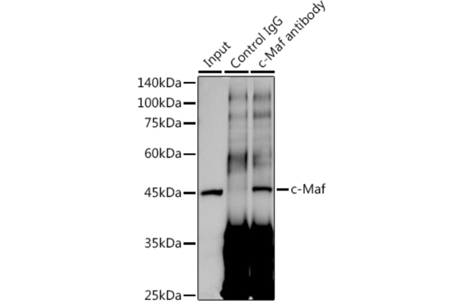 Western Blot - Anti-c-Maf Antibody [ARC1954] (A306656) - Antibodies.com