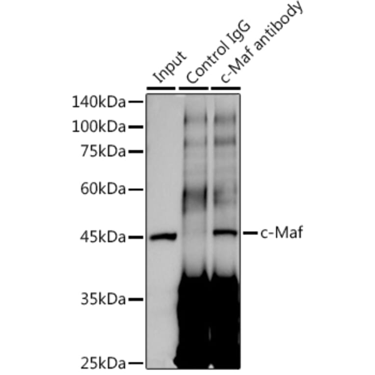 Western Blot - Anti-c-Maf Antibody [ARC1954] (A306656) - Antibodies.com