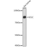 Western Blot - Anti-GCLC Antibody [ARC1065] (A306657) - Antibodies.com