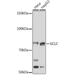 Western Blot - Anti-GCLC Antibody [ARC1065] (A306657) - Antibodies.com