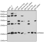 Western Blot - Anti-PFDN5 Antibody [ARC2111] (A306658) - Antibodies.com