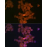 Immunofluorescence - Anti-PFDN5 Antibody [ARC2111] (A306658) - Antibodies.com