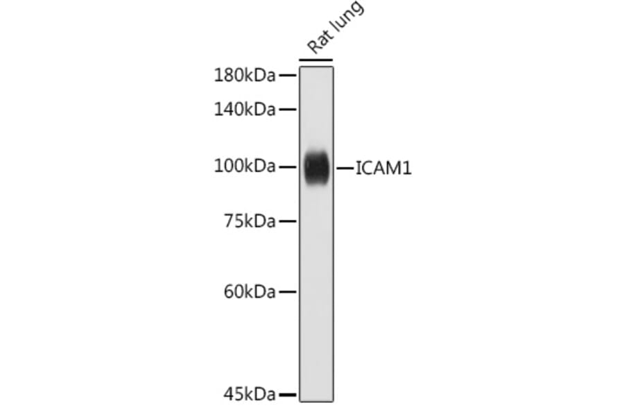 Western Blot - Anti-ICAM1 Antibody (A306660) - Antibodies.com