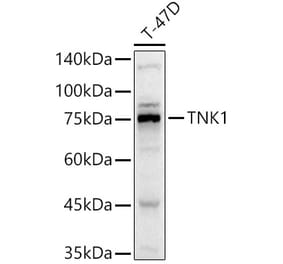 Western Blot - Anti-Tnk1 Antibody (A306661) - Antibodies.com