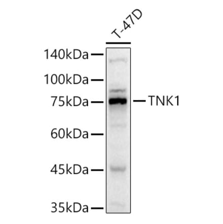 Western Blot - Anti-Tnk1 Antibody (A306661) - Antibodies.com