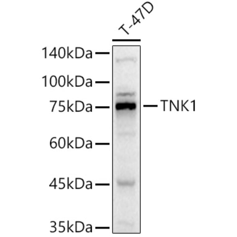 Western Blot - Anti-Tnk1 Antibody (A306661) - Antibodies.com