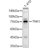 Western Blot - Anti-Tnk1 Antibody (A306661) - Antibodies.com