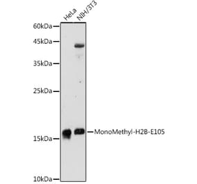 Western Blot - Anti-Histone H2B (mono methyl Glu105) Antibody (A306663) - Antibodies.com