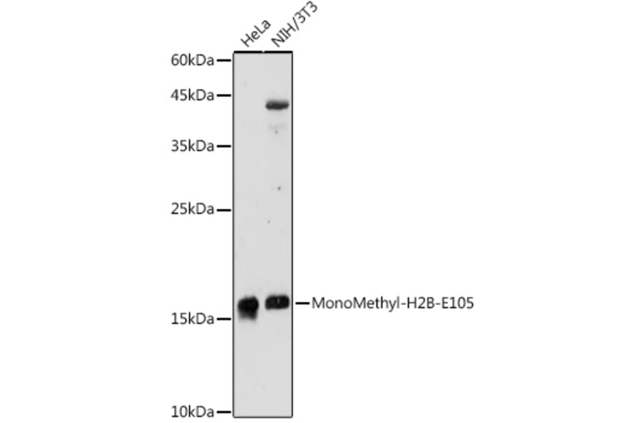 Western Blot - Anti-Histone H2B (mono methyl Glu105) Antibody (A306663) - Antibodies.com