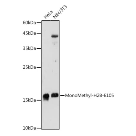 Western Blot - Anti-Histone H2B (mono methyl Glu105) Antibody (A306663) - Antibodies.com