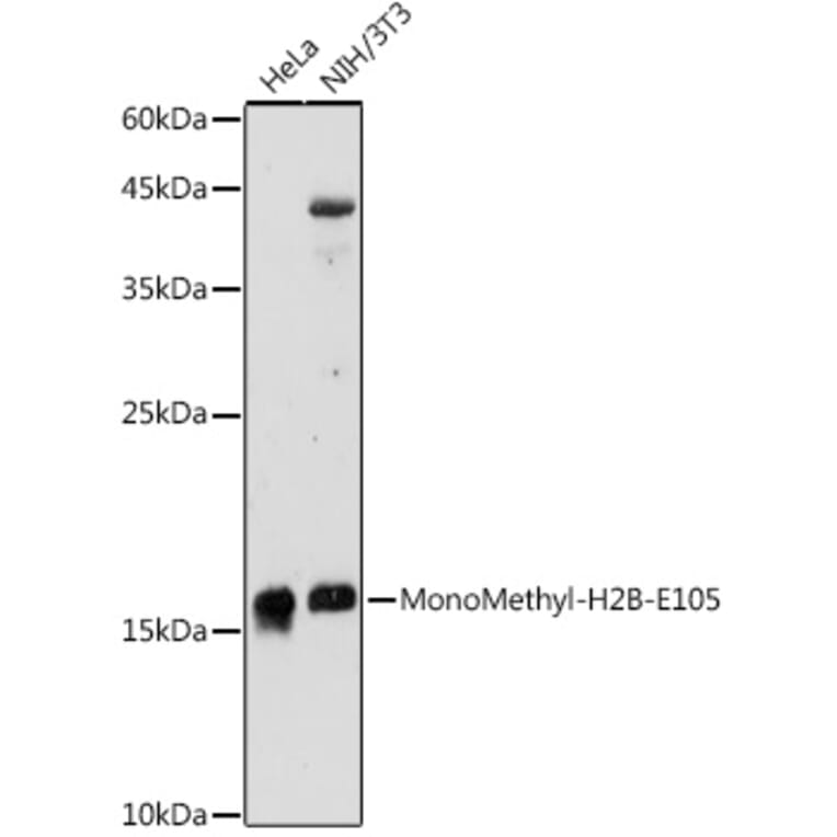 Western Blot - Anti-Histone H2B (mono methyl Glu105) Antibody (A306663) - Antibodies.com