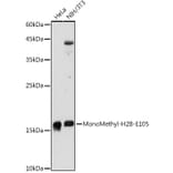 Western Blot - Anti-Histone H2B (mono methyl Glu105) Antibody (A306663) - Antibodies.com