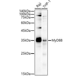 Western Blot - Anti-MyD88 Antibody (A306666) - Antibodies.com