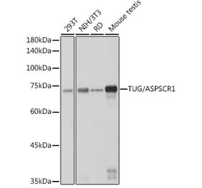 Western Blot - Anti-TUG Antibody [ARC2566] (A306667) - Antibodies.com