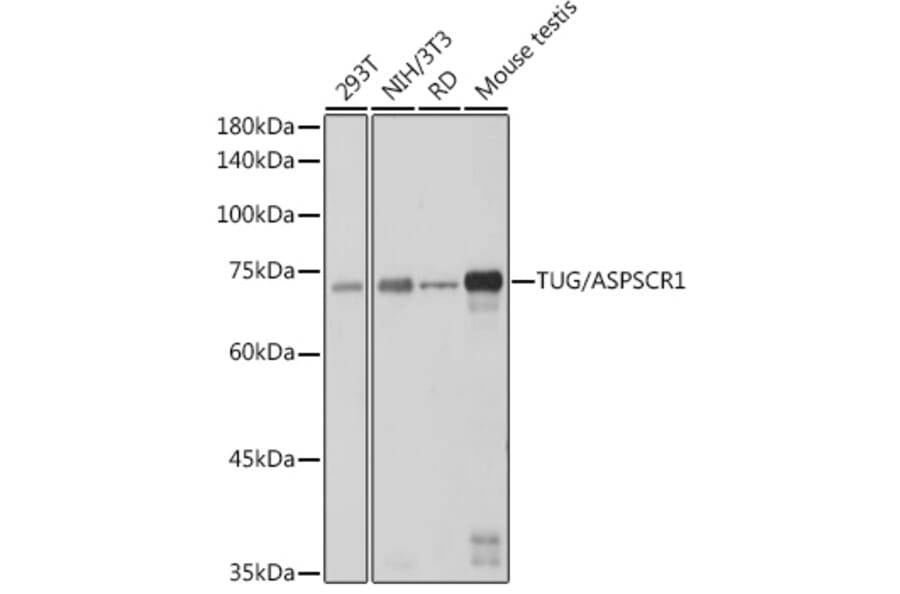 Western Blot - Anti-TUG Antibody [ARC2566] (A306667) - Antibodies.com
