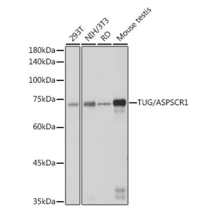 Western Blot - Anti-TUG Antibody [ARC2566] (A306667) - Antibodies.com