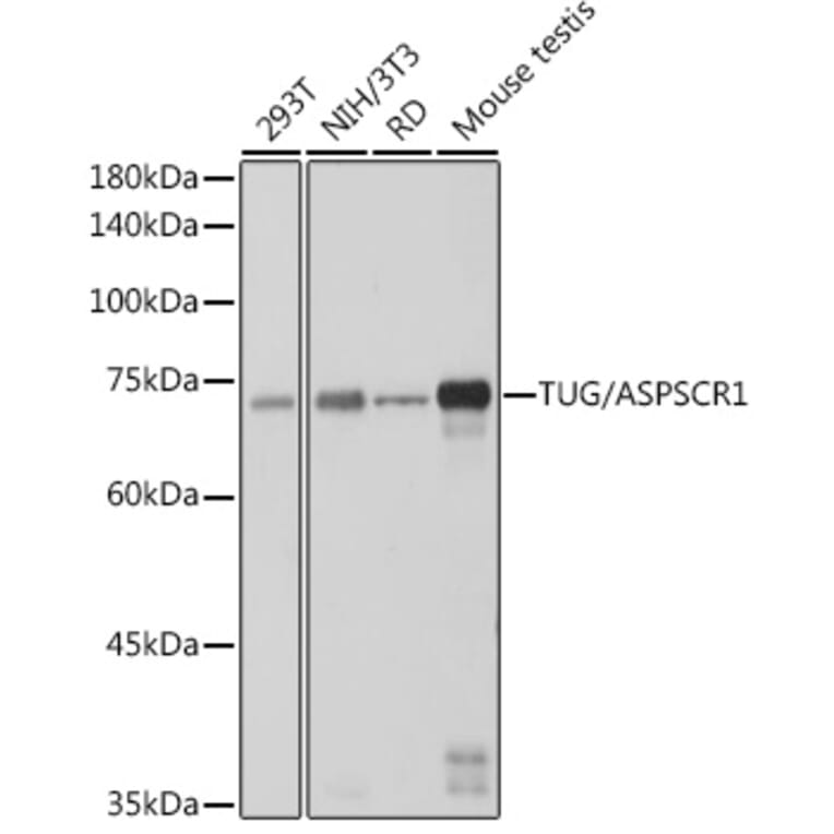 Western Blot - Anti-TUG Antibody [ARC2566] (A306667) - Antibodies.com