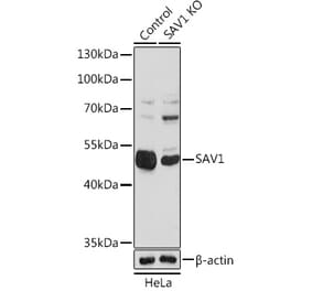 Western Blot - Anti-SAV1 Antibody (A306668) - Antibodies.com