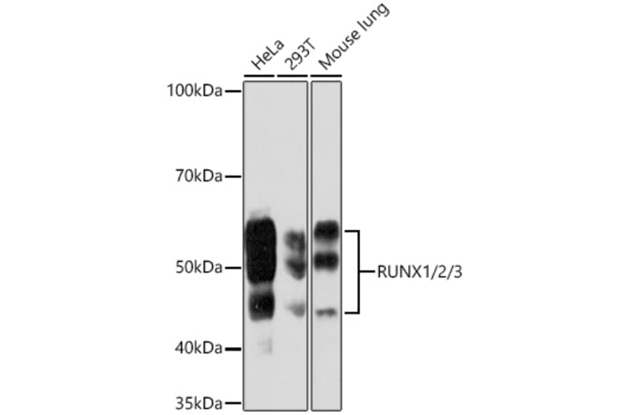 Western Blot - Anti-RUNX1/AML1 Antibody [ARC1162] (A306670) - Antibodies.com