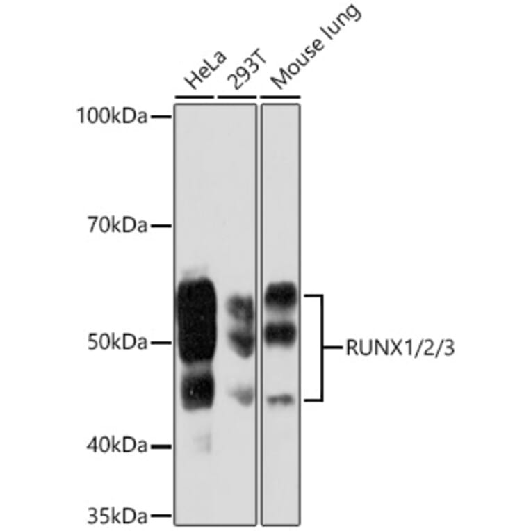 Western Blot - Anti-RUNX1/AML1 Antibody [ARC1162] (A306670) - Antibodies.com