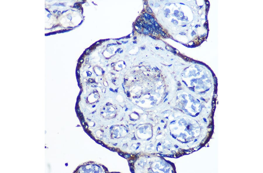 Immunohistochemistry - Anti-N WASP Antibody [ARC0737] (A306675) - Antibodies.com