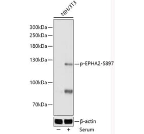 Western Blot - Anti-Eph receptor A2 (phospho Ser897) Antibody (A306676) - Antibodies.com