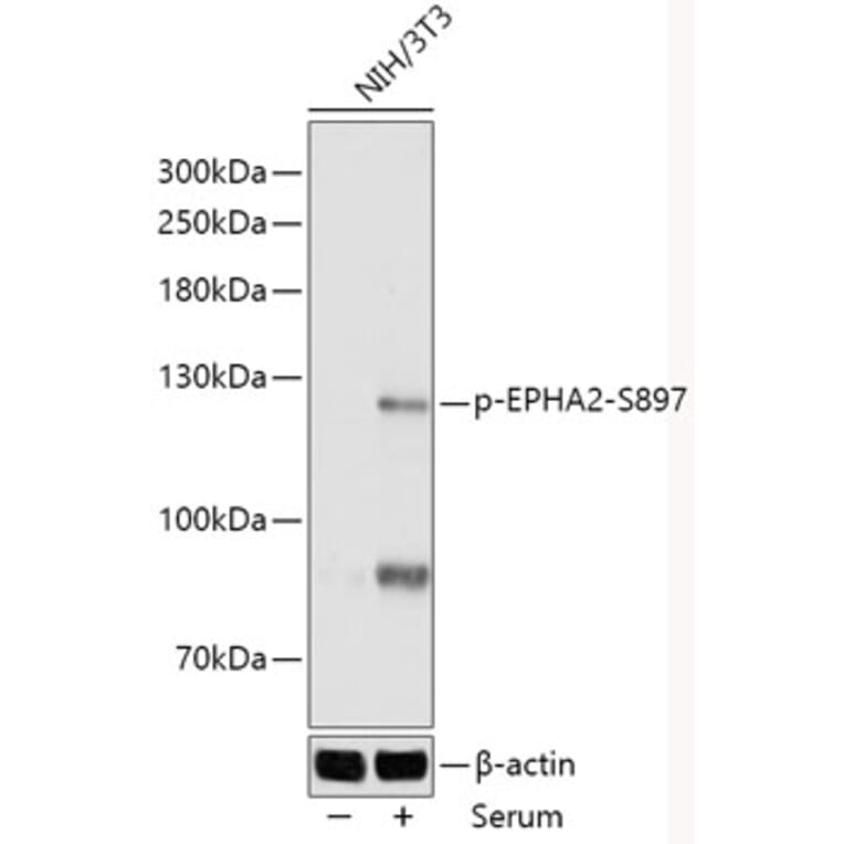 Western Blot - Anti-Eph receptor A2 (phospho Ser897) Antibody (A306676) - Antibodies.com