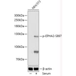 Western Blot - Anti-Eph receptor A2 (phospho Ser897) Antibody (A306676) - Antibodies.com