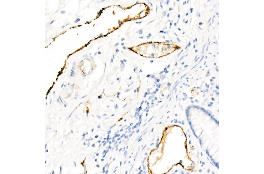 Immunohistochemistry - Anti-Von Willebrand Factor Antibody [ARC52173] (A306677) - Antibodies.com