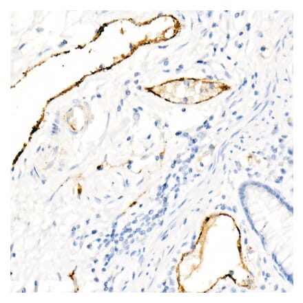 Immunohistochemistry - Anti-Von Willebrand Factor Antibody [ARC52173] (A306677) - Antibodies.com