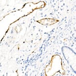 Immunohistochemistry - Anti-Von Willebrand Factor Antibody [ARC52173] (A306677) - Antibodies.com