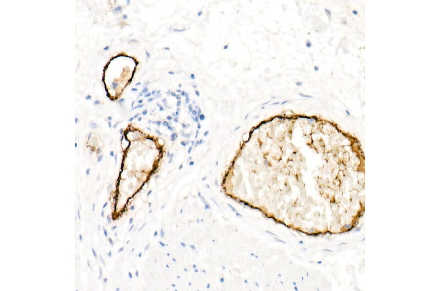 Immunohistochemistry - Anti-Von Willebrand Factor Antibody [ARC52173] (A306677) - Antibodies.com