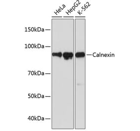 Western Blot - Anti-Calnexin Antibody [ARC0648] (A306680) - Antibodies.com