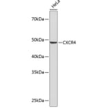 Western Blot - Anti-CXCR4 Antibody [ARC0381] (A306682) - Antibodies.com