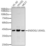 Western Blot - Anti-ENDOGL1/ENGL Antibody [ARC2827] (A306683) - Antibodies.com
