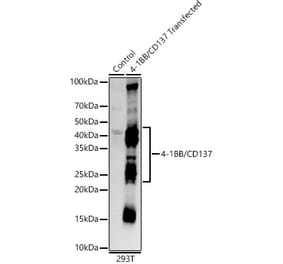 Western Blot - Anti-CD137 Antibody (A306684) - Antibodies.com