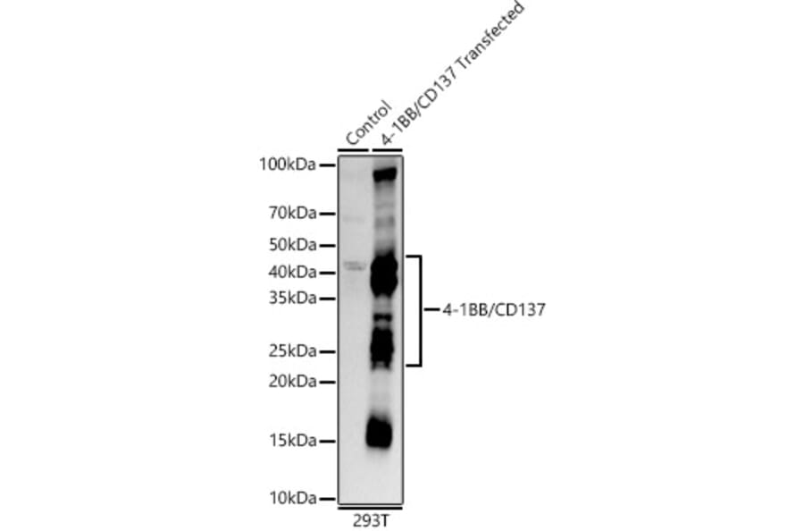 Western Blot - Anti-CD137 Antibody [ARC55368] (A306684) - Antibodies.com