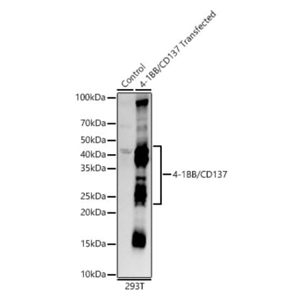 Western Blot - Anti-CD137 Antibody [ARC55368] (A306684) - Antibodies.com