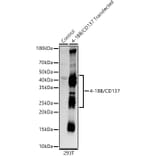 Western Blot - Anti-CD137 Antibody [ARC55368] (A306684) - Antibodies.com