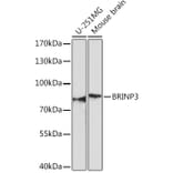 Western Blot - Anti-FAM5C Antibody (A306688) - Antibodies.com