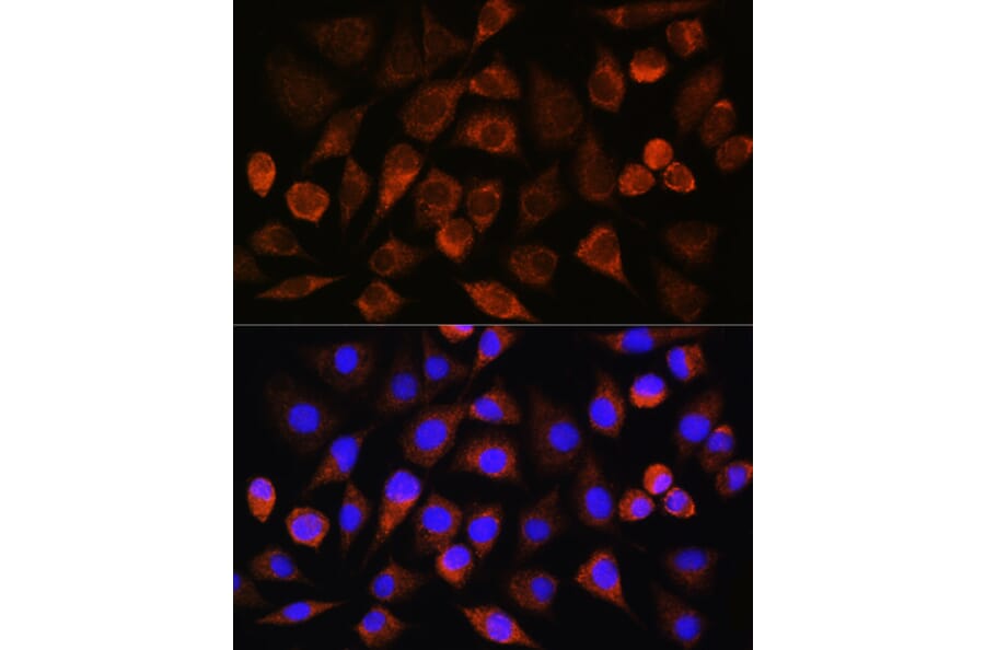 Immunofluorescence - Anti-FAM5C Antibody (A306688) - Antibodies.com