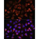Immunofluorescence - Anti-FAM5C Antibody (A306688) - Antibodies.com