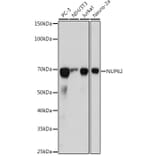 Western Blot - Anti-Nucleoporin p62/NUP62 Antibody [ARC2444] (A306689) - Antibodies.com